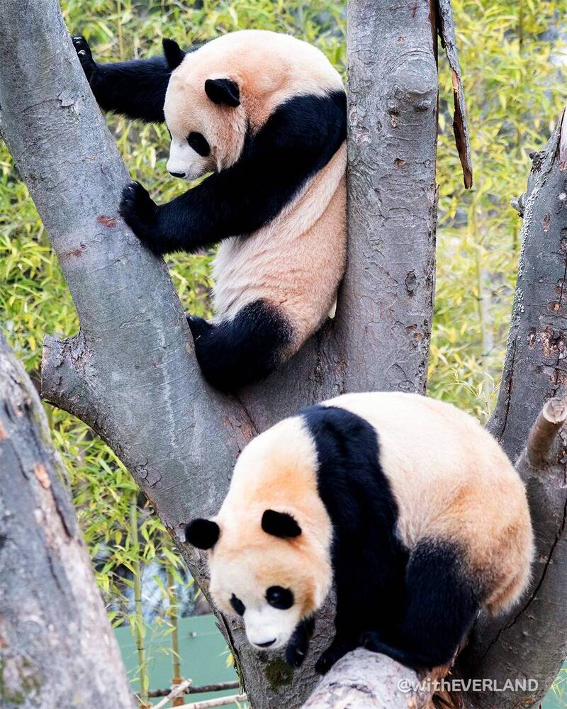 福寶的雙胞胎妹妹睿寶（上）、輝寶。（翻攝自愛寶樂園）