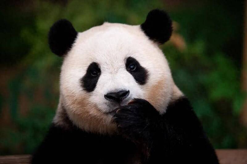 以大貓熊福寶為主角的電影《再見，福寶》在台灣上映時票房衝破兩千萬。（翻攝自官網）