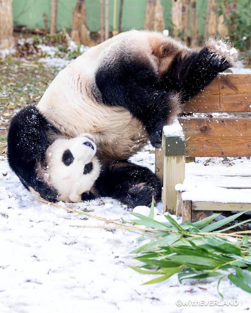 中國租借給韓方15年的大貓熊愛寶（原名：華妮）。（翻攝自愛寶樂園）
