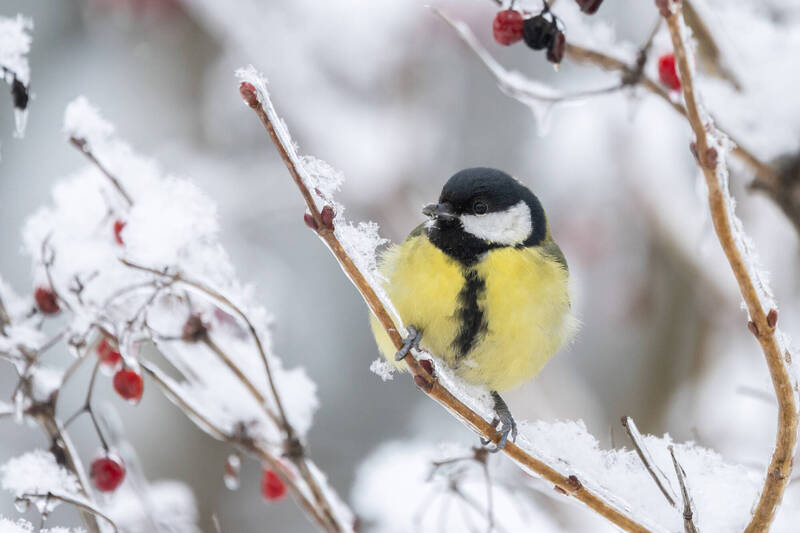 【1/19～1/25星座錦囊】迎大寒「4星進站水瓶座」！推動變革、清理人生害蟲好時機…