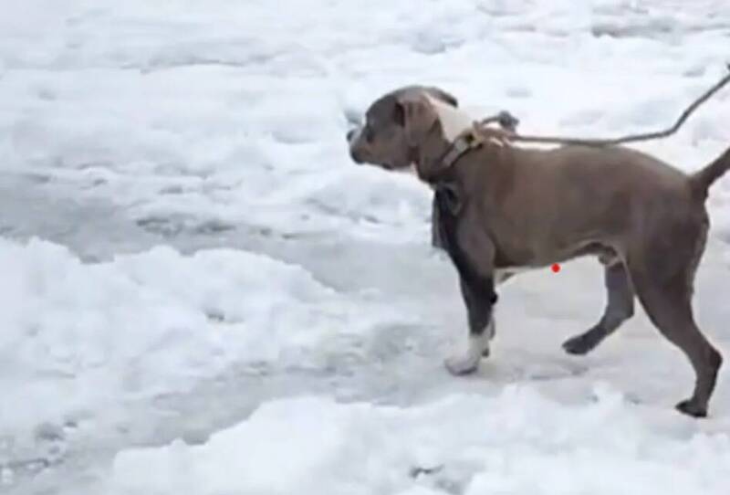 一歲半的比特犬Sherru，在低溫中守候主人兄弟兩人遺體長達4日。（翻攝自X）