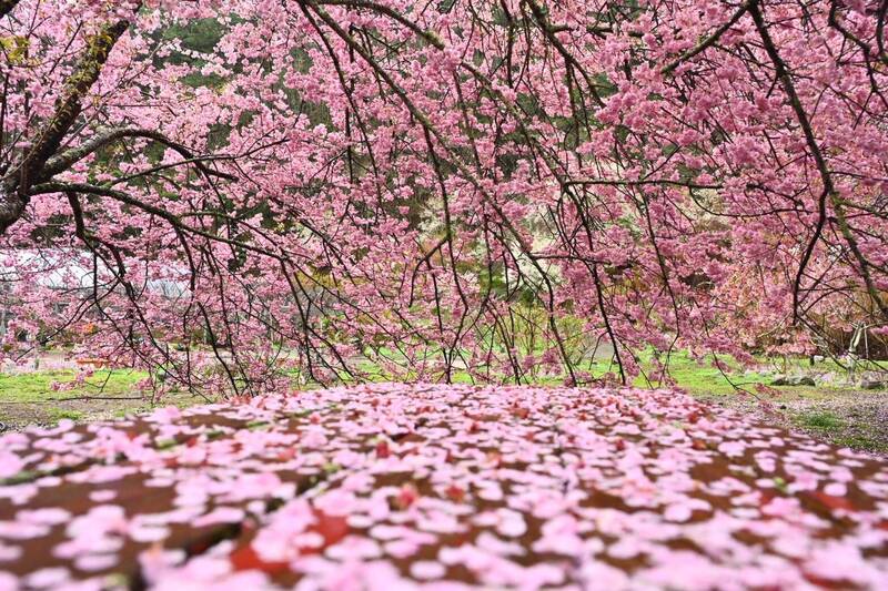 迎春分、種好運！12 生肖「補財補氣」種類眉角要抓對…