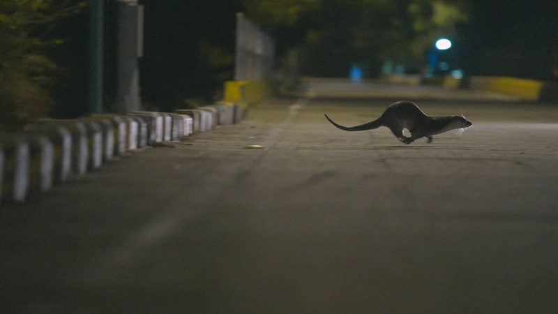 白心儀耗時3年追蹤瀕危水獺。（三立提供）