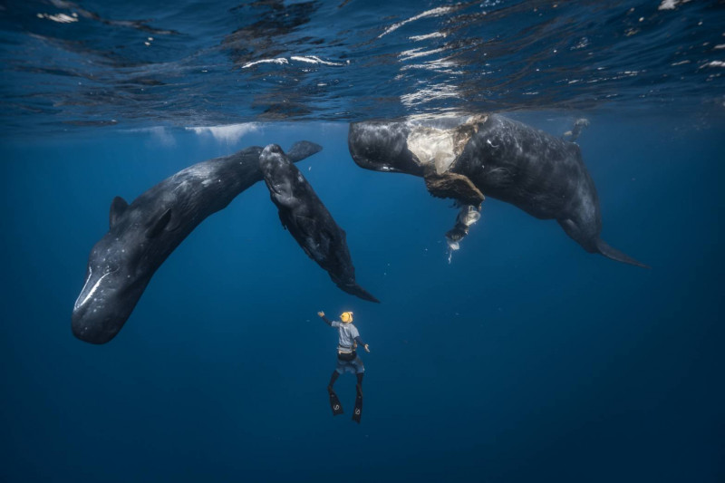 彈頭見證抹香鯨接生實錄 畫面超震撼。（美秀創意提供）