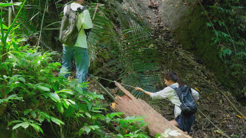 金荷娜用攀爬的方式走楔隘古道。（客家電視台提供）