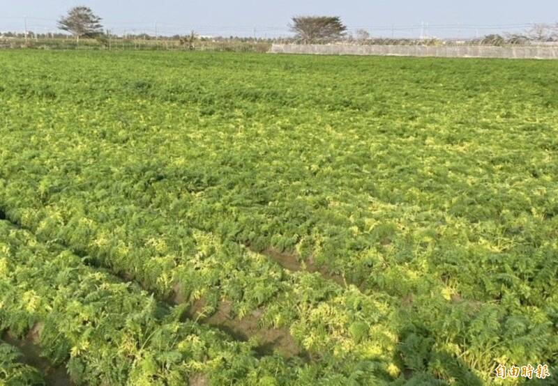 12星座穀雨聚財儀式全攻略  本週重點一個字「慢」