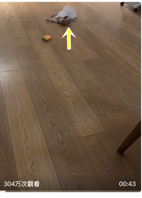 孫儷和鄧超養的愛犬芒果躺在地上裝死（黃色箭頭）。（翻攝自微博）