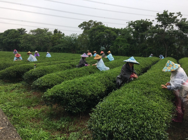 芒種代表農事忙碌季節來臨。（資料照，峨眉鄉富興茶葉產銷班提供）