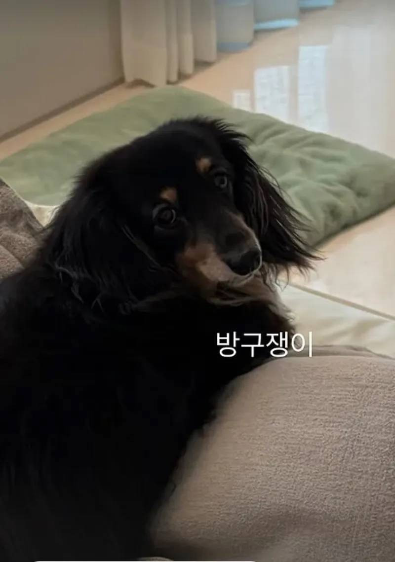 鄭敬淏跟秀英共同養了一隻愛犬名為「淏英」。（翻攝自IG）