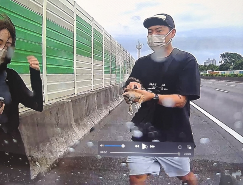 有洋蔥!男星高速公路救援奄奄一息貓咪 結局感動全網