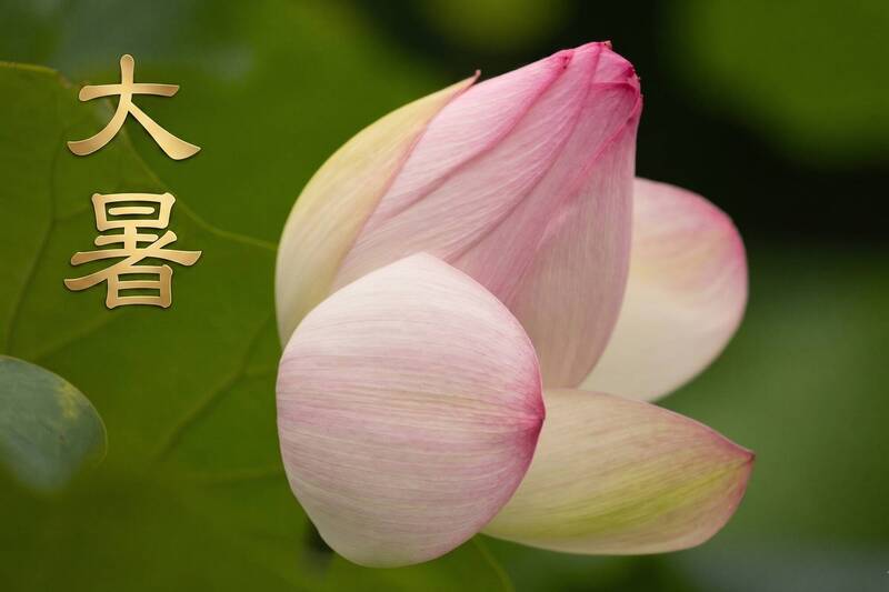 大暑巧遇「中伏」20天!命理師點名5生肖財運大爆發