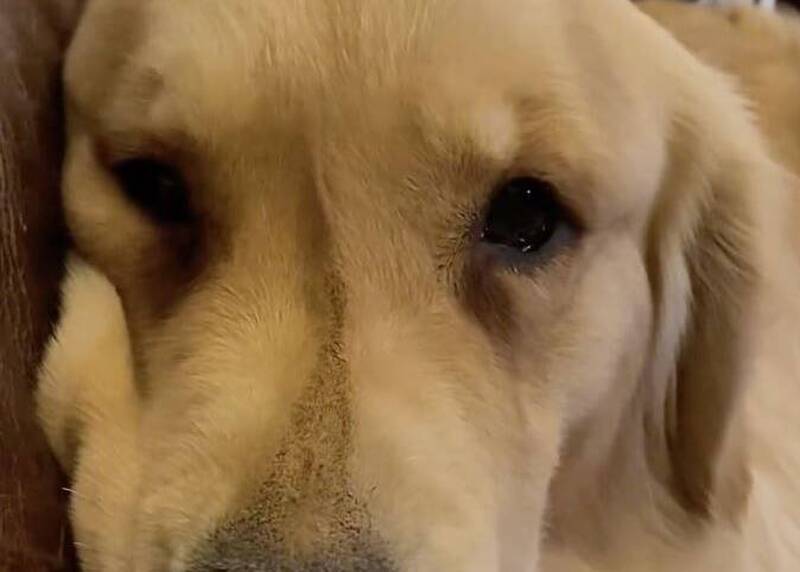 周海媚愛犬想媽媽   靈性1眼神粉絲淚崩