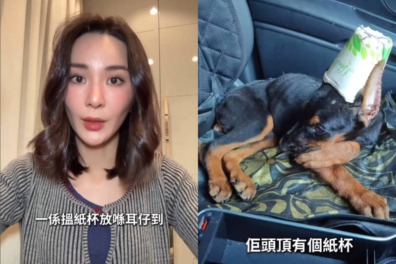 女星痛批「杜賓幼犬遭虐死」 剪耳縫紙杯殘忍畫面曝光