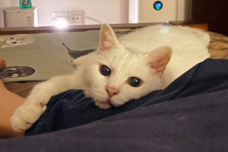 每日一吉成絕響 貓咪網紅白吉回到貓星球