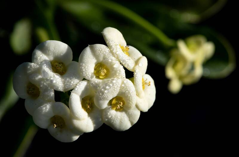 接「春分水」開運、避小人！3生肖財星入庫、3生肖遠離是非