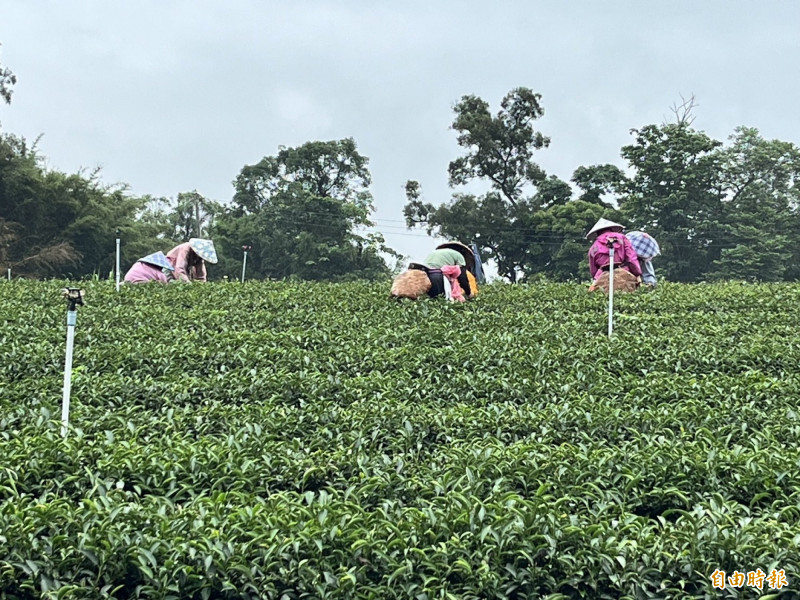 芒種能量轉換啟動 命理師警告全球進入震盪期全攻略曝光