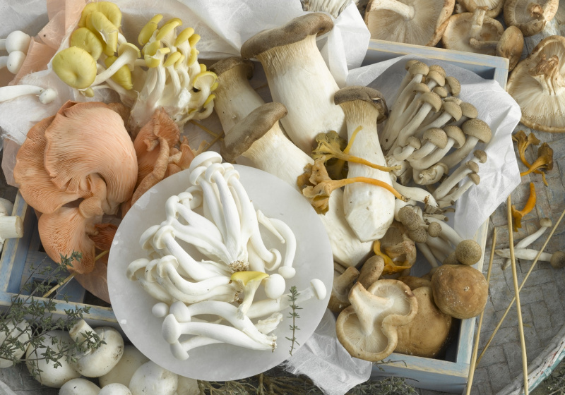 「菇菇料理圖鑑」口感像鮑魚、蔬食界牛排！13種高纖美味一次看