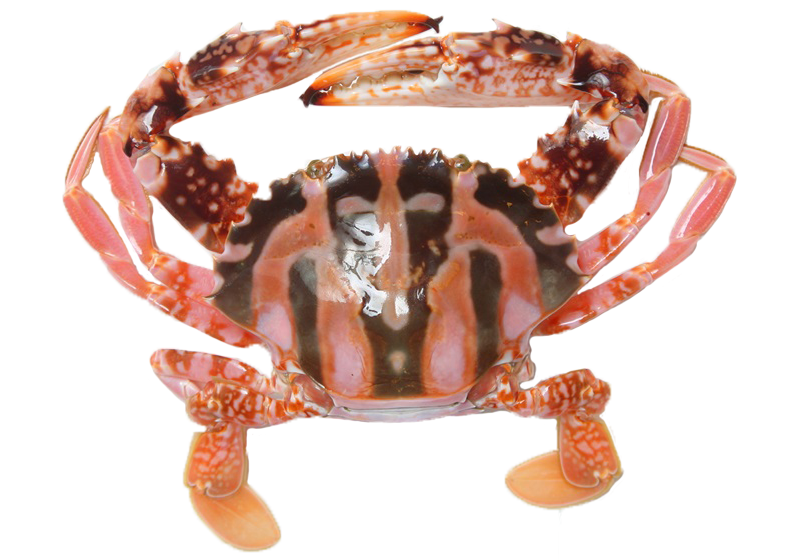 圖解 秋天螃蟹品種多 花蟹 紅蟳 沙公誰是誰 食譜自由配 自由電子報