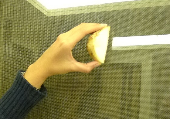 用洋蔥切面輕塗在玻璃髒污處。