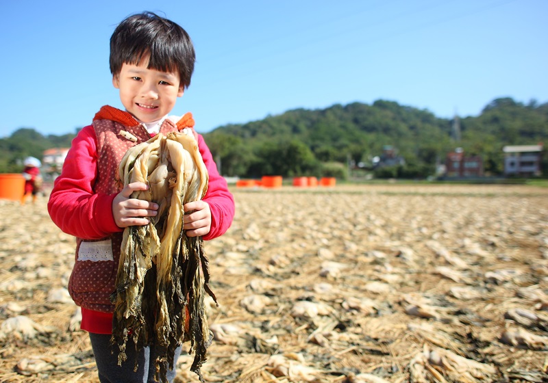 在地客家食材 福菜 梅干 酸菜原來是同一種 食譜自由配 自由電子報