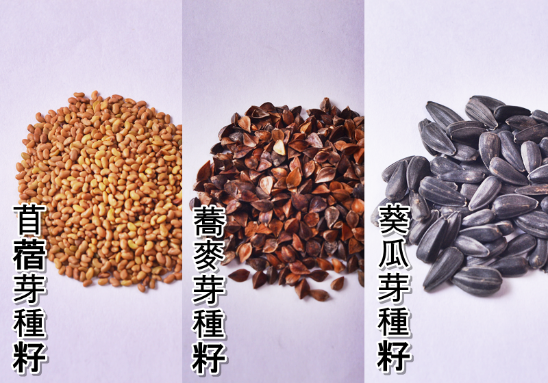 【綠手指】室內也能種！成功率超高的迷你芽菜