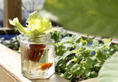 養魚兼種菜？「魚菜共生」新農法，種出無毒安心蔬菜！