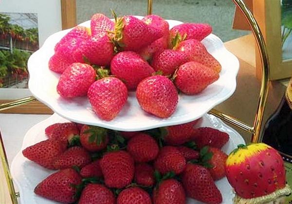 草莓甜度比一比！最夯白草莓、豐香、香水、戀香品種一次全圖解