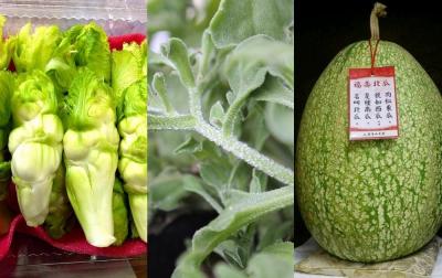 這是什麼菜？「靈芝草人、冒汗綠葉」4 種罕見食材考倒婆媽