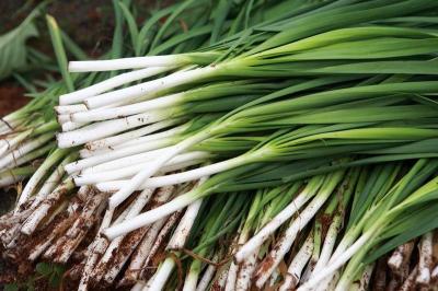 養胃護腸好食材！中醫師推「壯陽菜」，再教一道鮮美魚韭粥