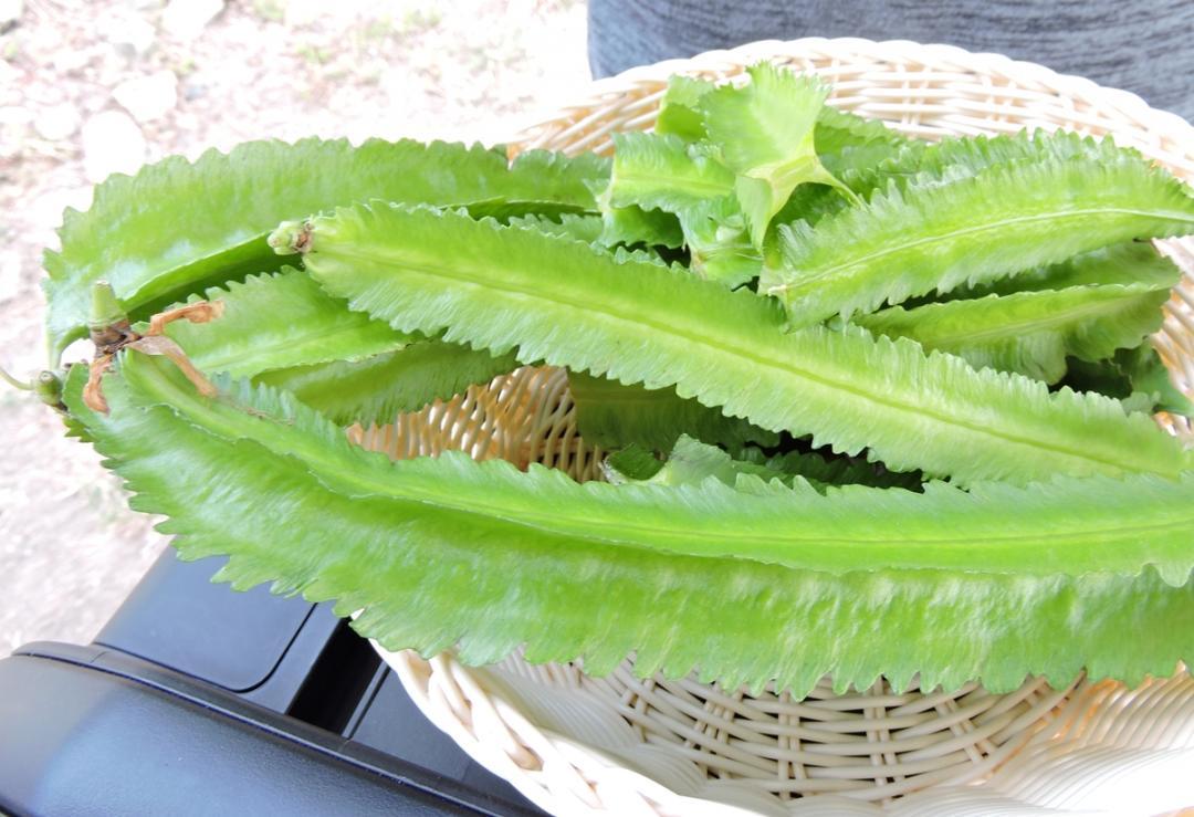 長得像楊桃的蔬菜怎料理？「營養三高」翼豆鮮脆美味60秒上桌