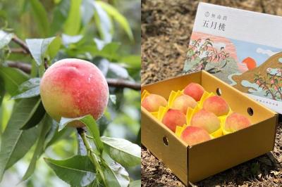 拉拉山「五月桃」香甜上市！無毒農教你認識當季水蜜桃３品種