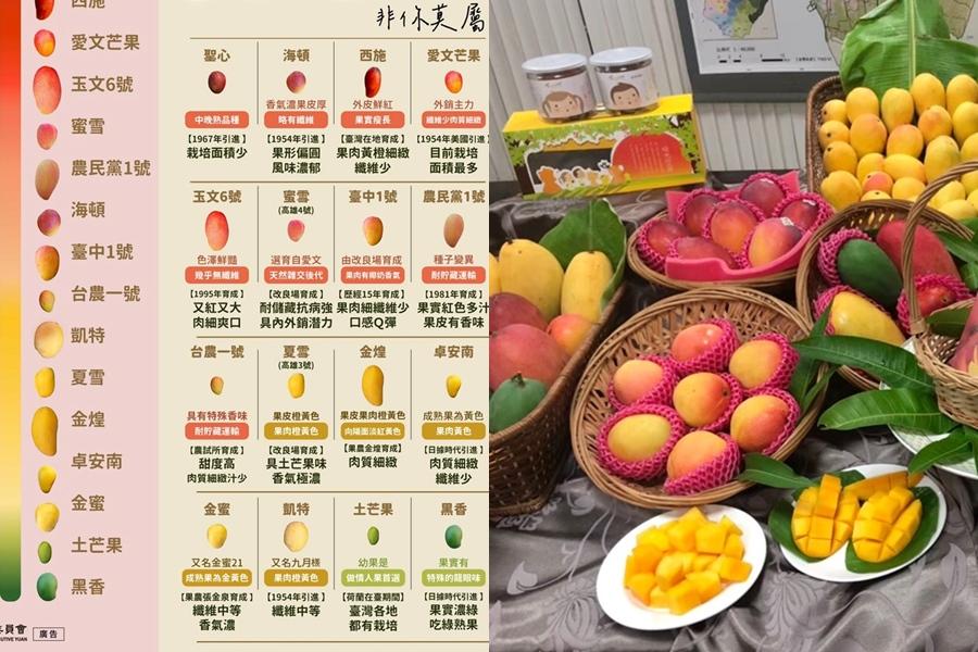 芒果「黃綠紅」哪種最甜最好吃？一張圖美味解析16個芒果品種
