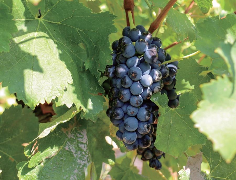挑選葡萄酒前必知！認識11種世界經典「釀酒葡萄品種」