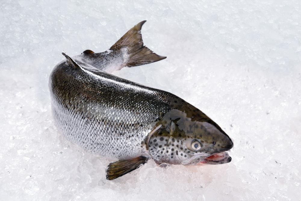 鮭魚營養、DHA含量各部位不同！專家完整解析：這一段熱量翻倍