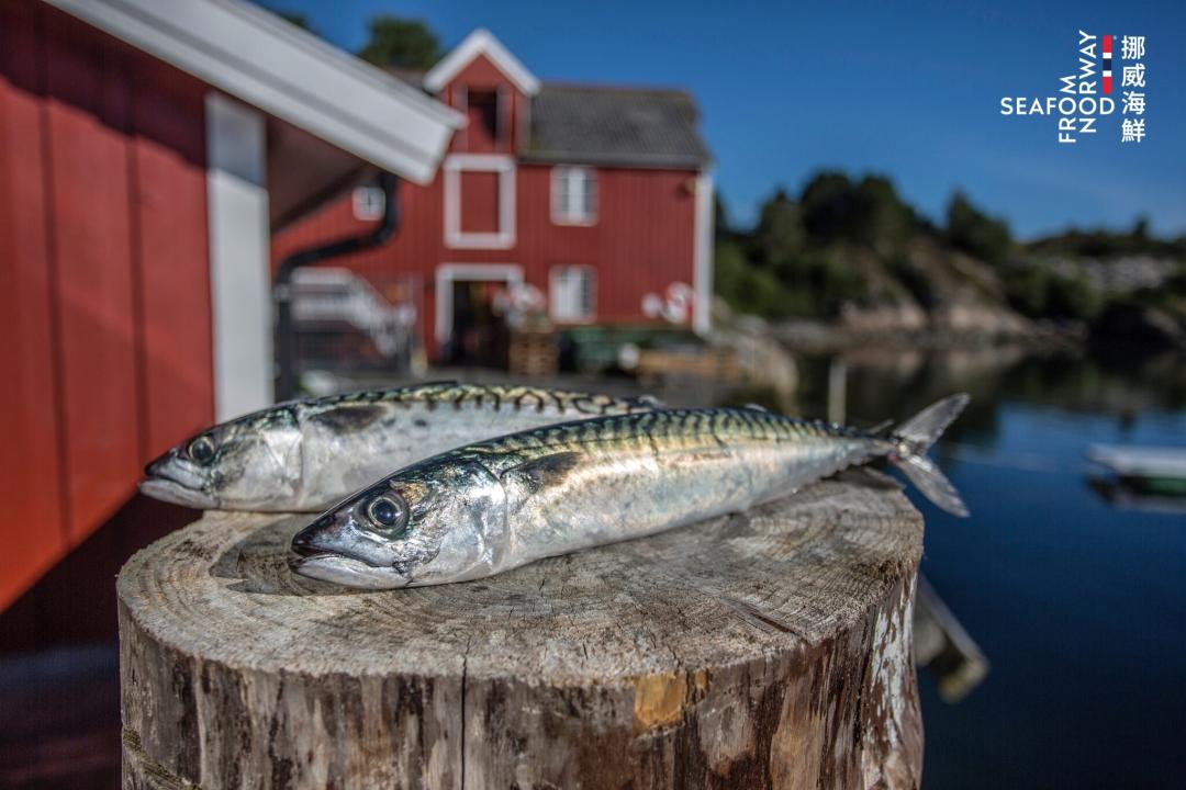 「超級食物」鯖魚料理跟著做！營養師認證：補充EPA與DHA的王者