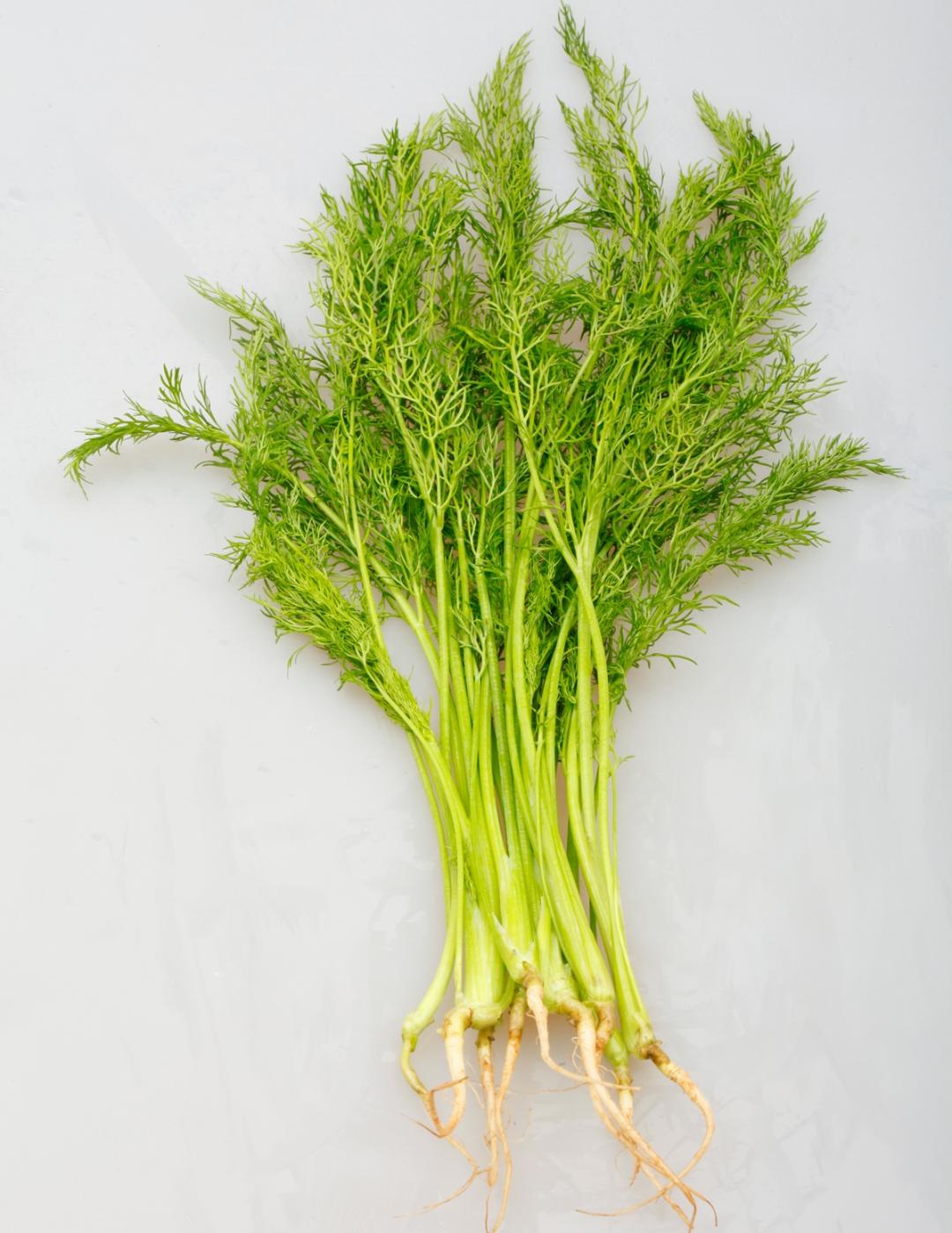 茴香or蒔蘿一張圖教你分辨！麻油炒蛋、油炸煎餅做古早味家常菜