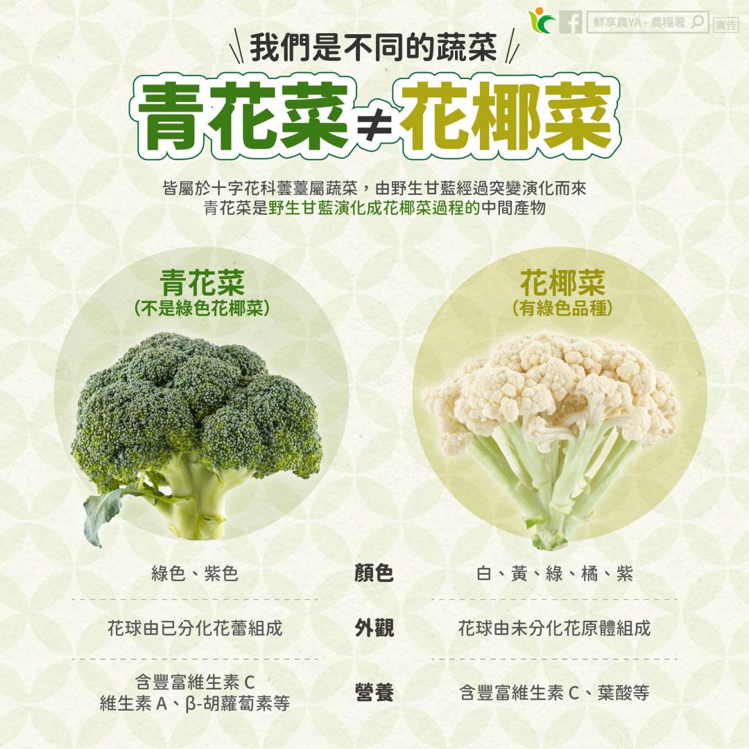 青花菜不是花椰菜！２種蔬菜品種差異一圖看懂：防癌護眼別吃錯