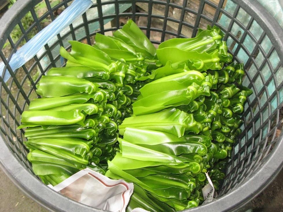 原鄉天然補藥護眼顧胃！３分鐘做「豆豉炒山蘇」脆嫩鹹香好下飯