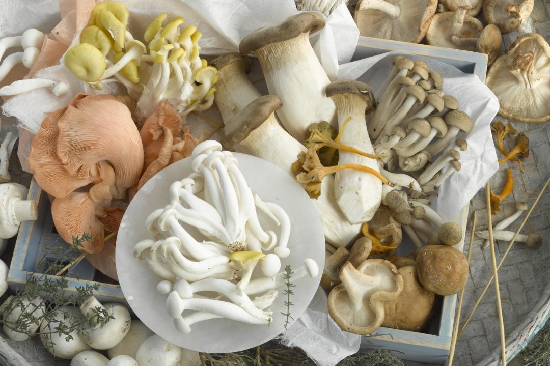 「菇菇料理圖鑑」口感像鮑魚、蔬食界牛排！13種高纖美味一次看