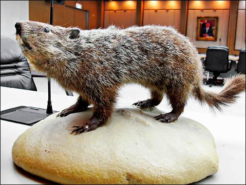 台大實驗成功 基因療法 治土撥鼠肝癌