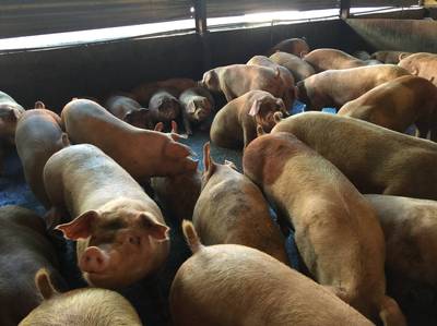 吃瘦肉精增肌減脂？ 減重專家劉伯恩破解迷思