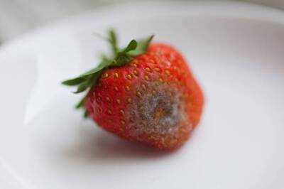 健康網》食物發霉部分切除後還能吃？ 醫：沒看到不代表沒有黴菌