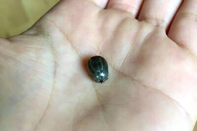 健康網》男子登山後皮膚發現「黑肉痔」 醫籲小心夏季吸血怪