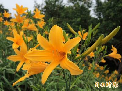 健康網》金針太鮮豔的別買！ 營養師教4撇步安心吃