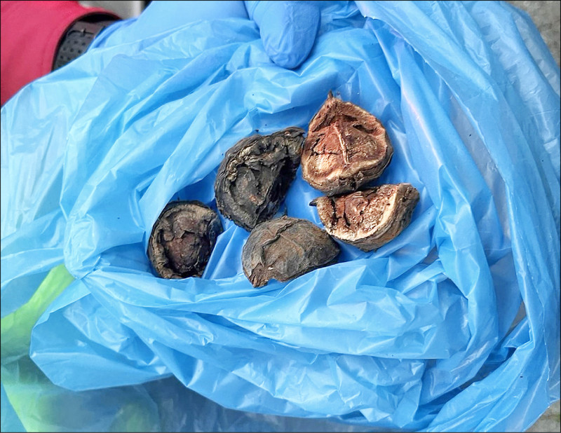 誤食油桐子 5國中生中毒就醫