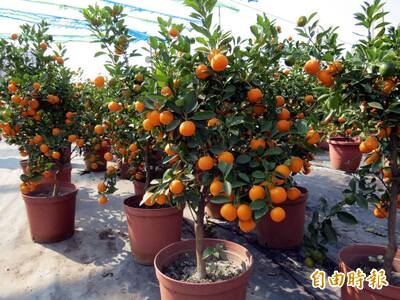 健康網》大「桔」大利一整年！ 農糧署教植栽4大照顧重點
