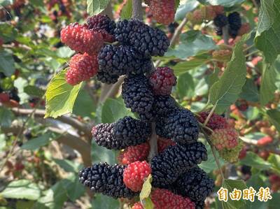 健康網》桑椹食用大全！ 農糧署：沾手染色靠「1法寶」去除