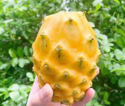 健康網》外粗內柔表裡不一 「燕窩果」水果界珍寶！