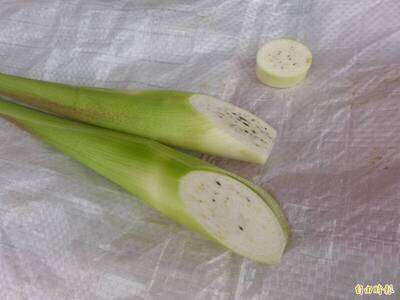 健康網》茭白筍正當時 農糧署：黑點是孢子不影響口感