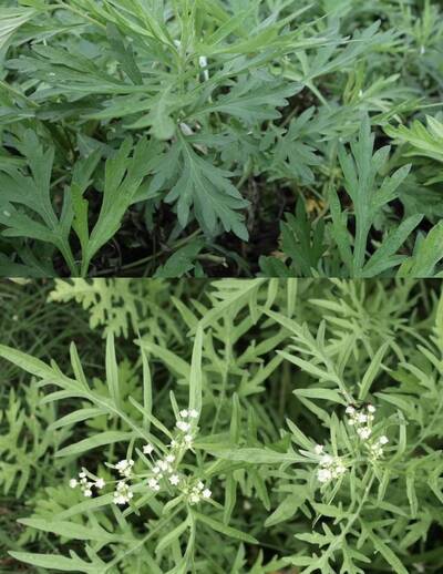 健康網》艾草與毒草銀膠菊超像 農業部教3步驟判斷